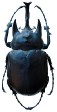 Megasoma actaeon.jpg